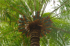 Cycas circinalis